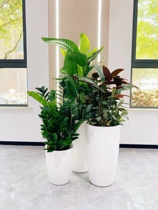 探寻宁波江北绿植租摆设计，开启绿色新体验